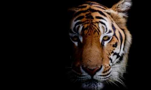 Kinesisk nytår Tigerens år